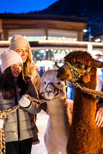 Spazieren mit Alpakas im Advent © Michael Stabentheiner_MBN Tourismus